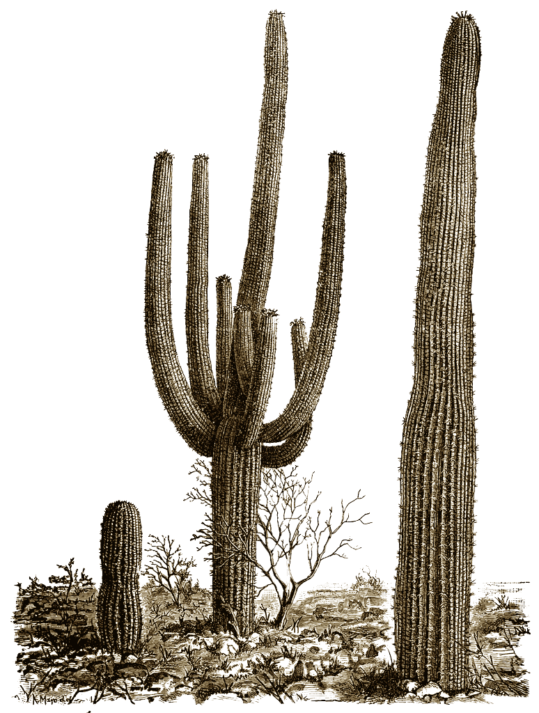 cactus, vintage digital stamps digital stamp #22095