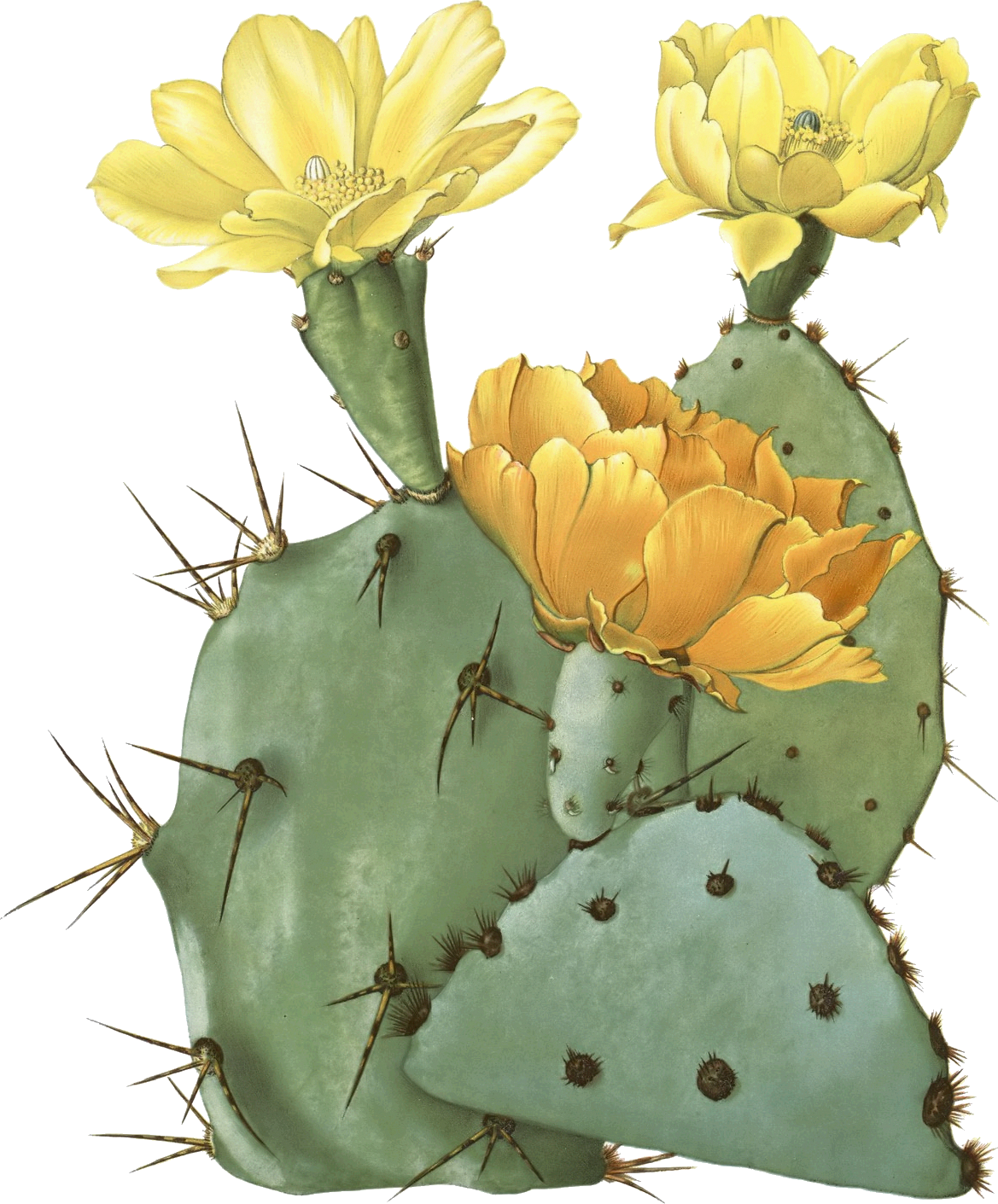 drawn cactus prickly pear cactus pencil and color #22185