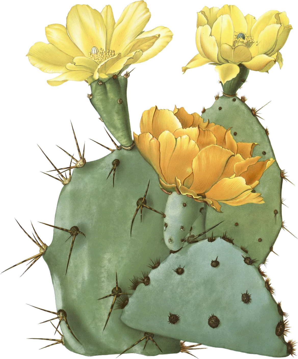 Cactus Transparent PNG, Cactus Free Picture Download - Free Transparent