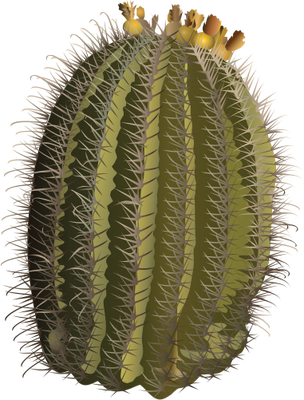 ferocactus wislizeni fishhook barrel cactus trees #22135