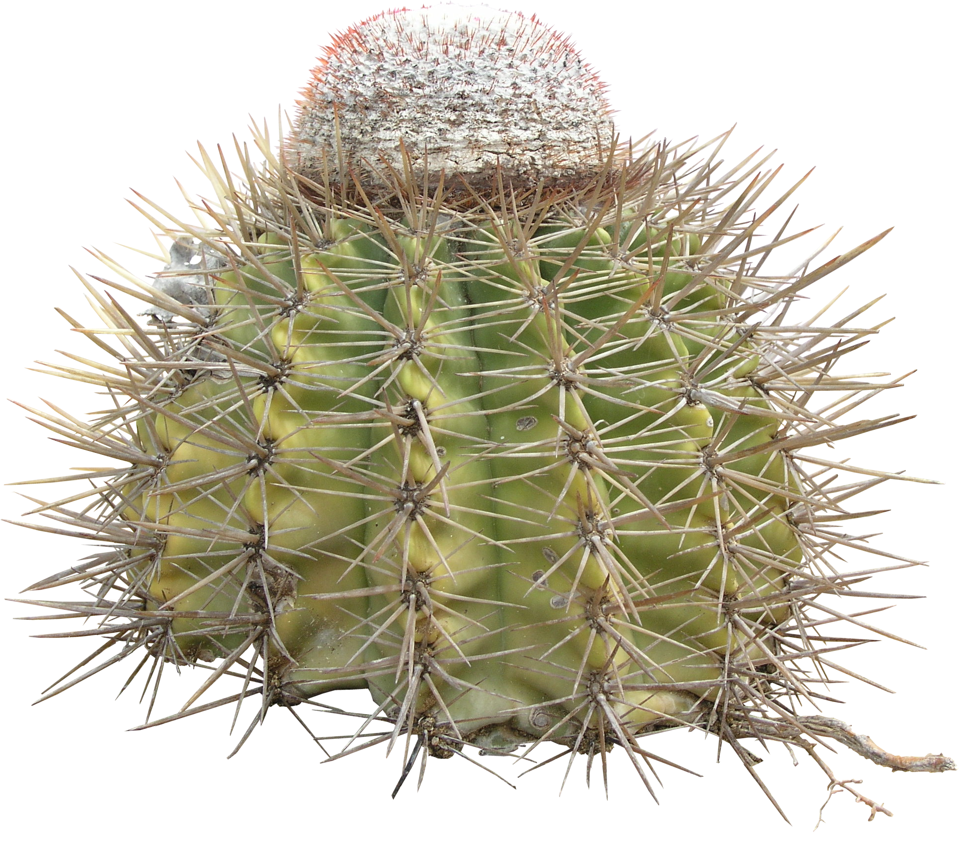 high qualityflora png textures cactus png high quality #22159