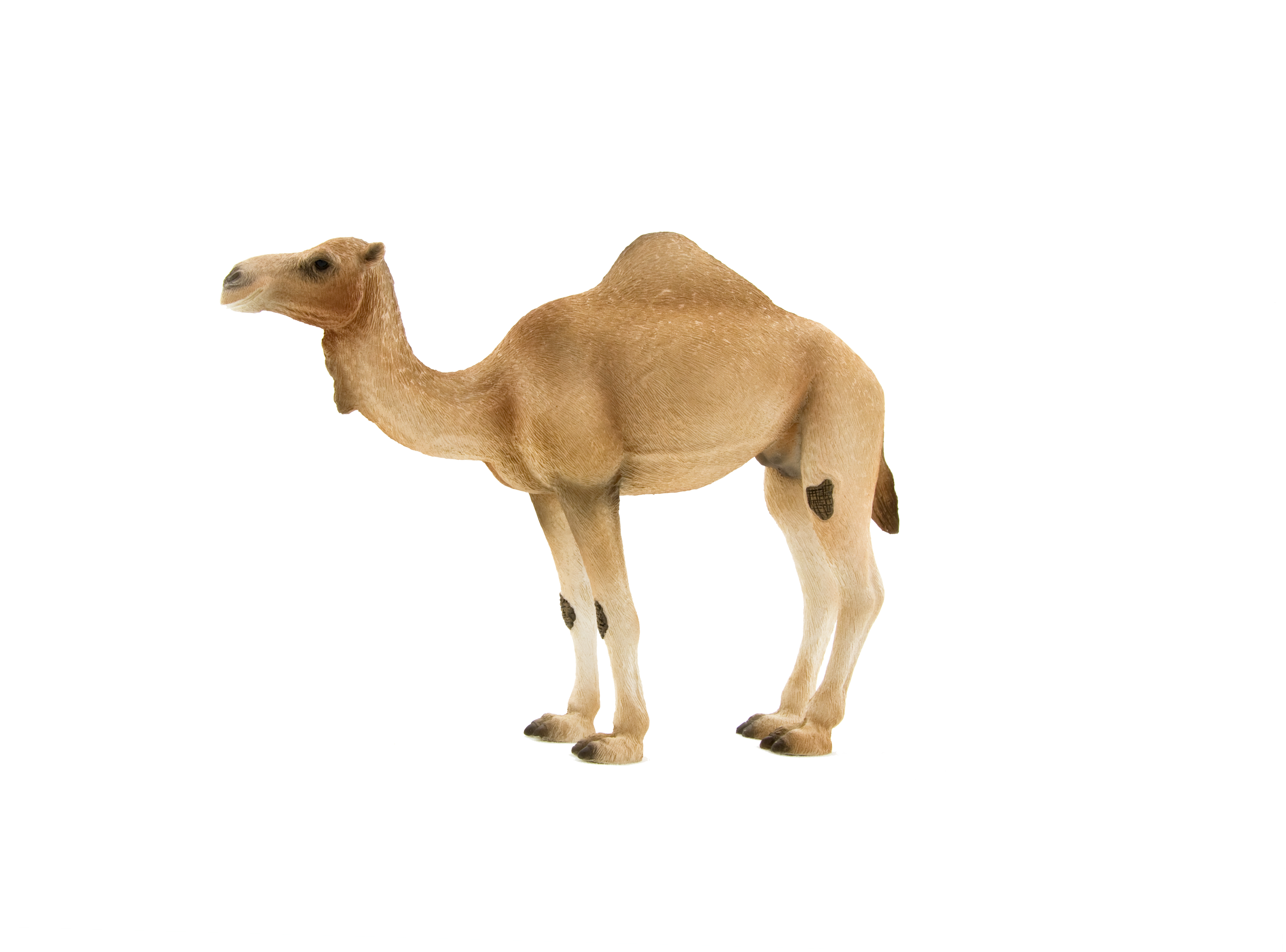 animal planet arabian camel elephanta elephanta #21395