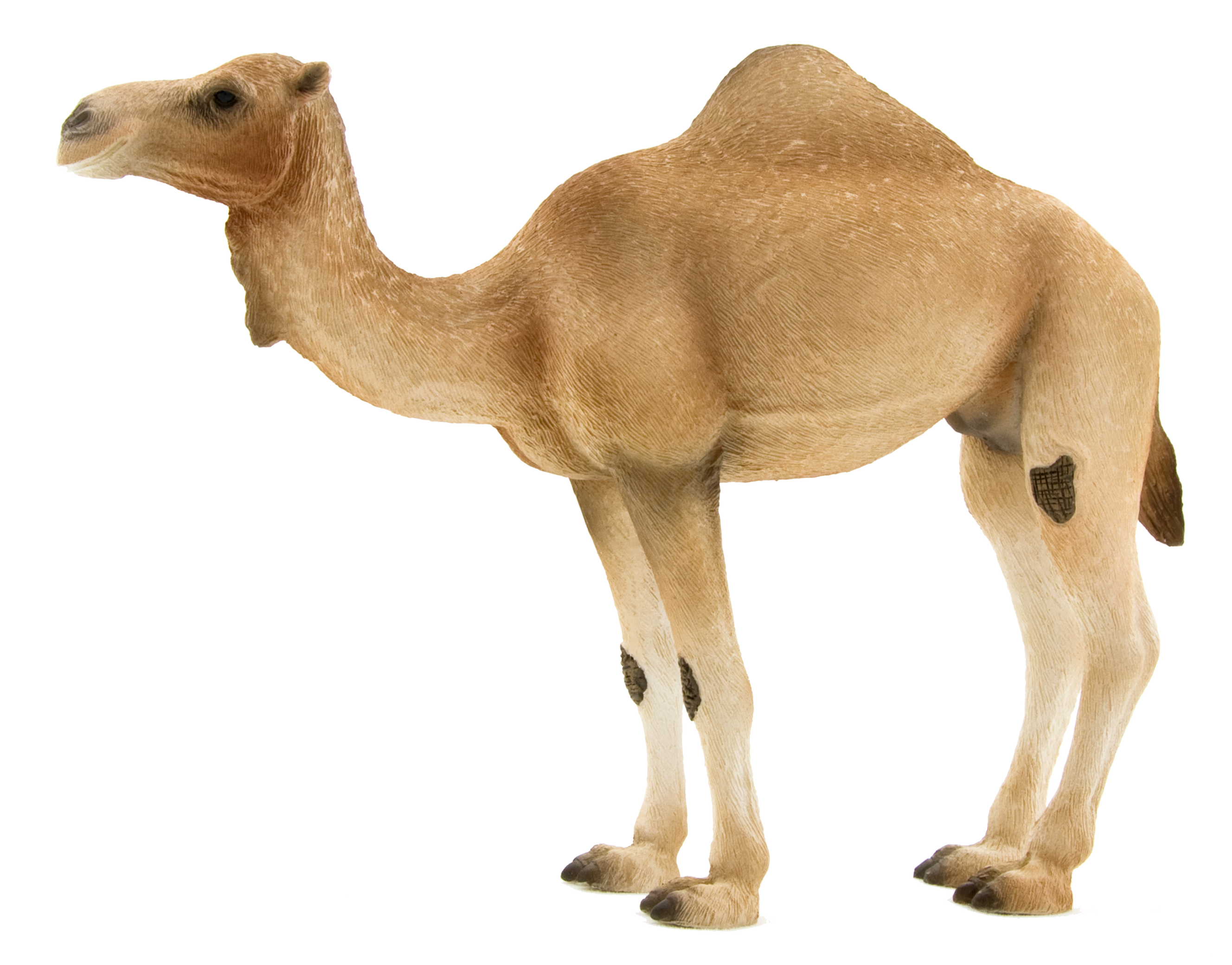 arabian camel mojo #21404