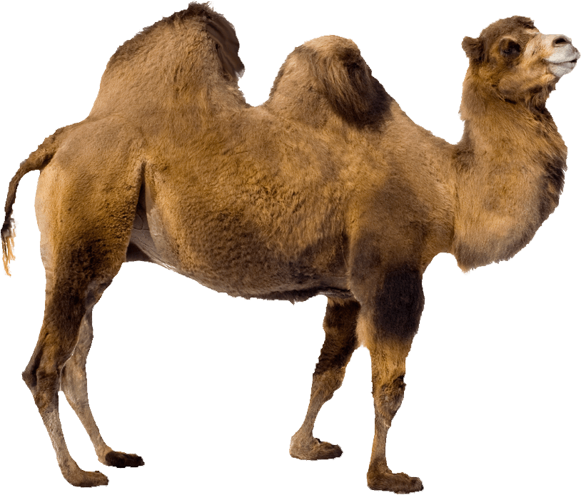 camel download images png icons and png #21418