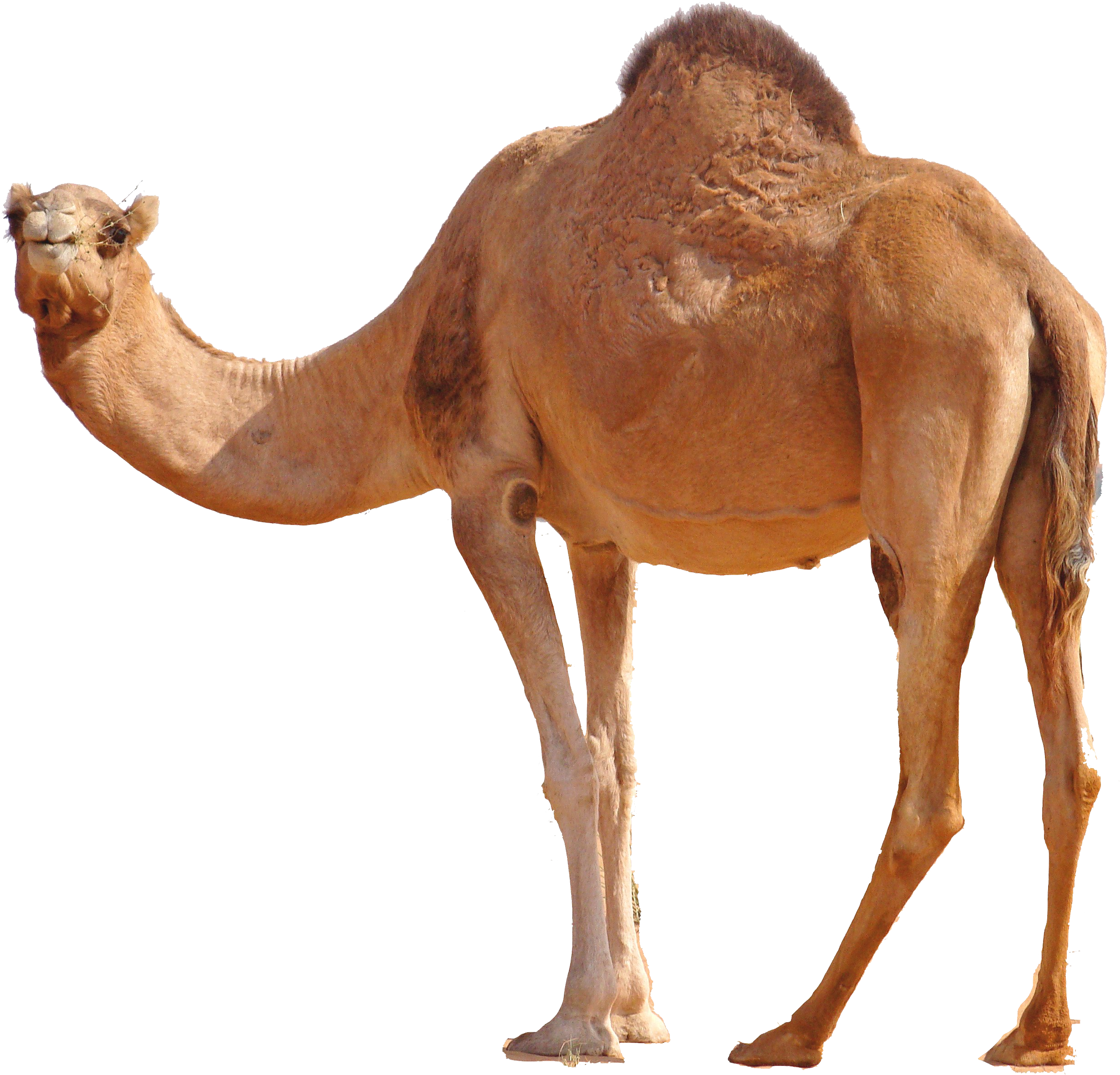 camel images impremedia #21416