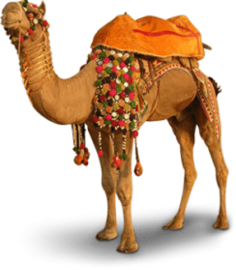 camel png camel transparent images pngio #21406