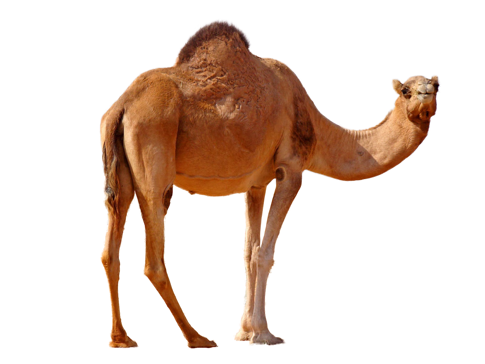 camel png image collection for download crazypng #21377