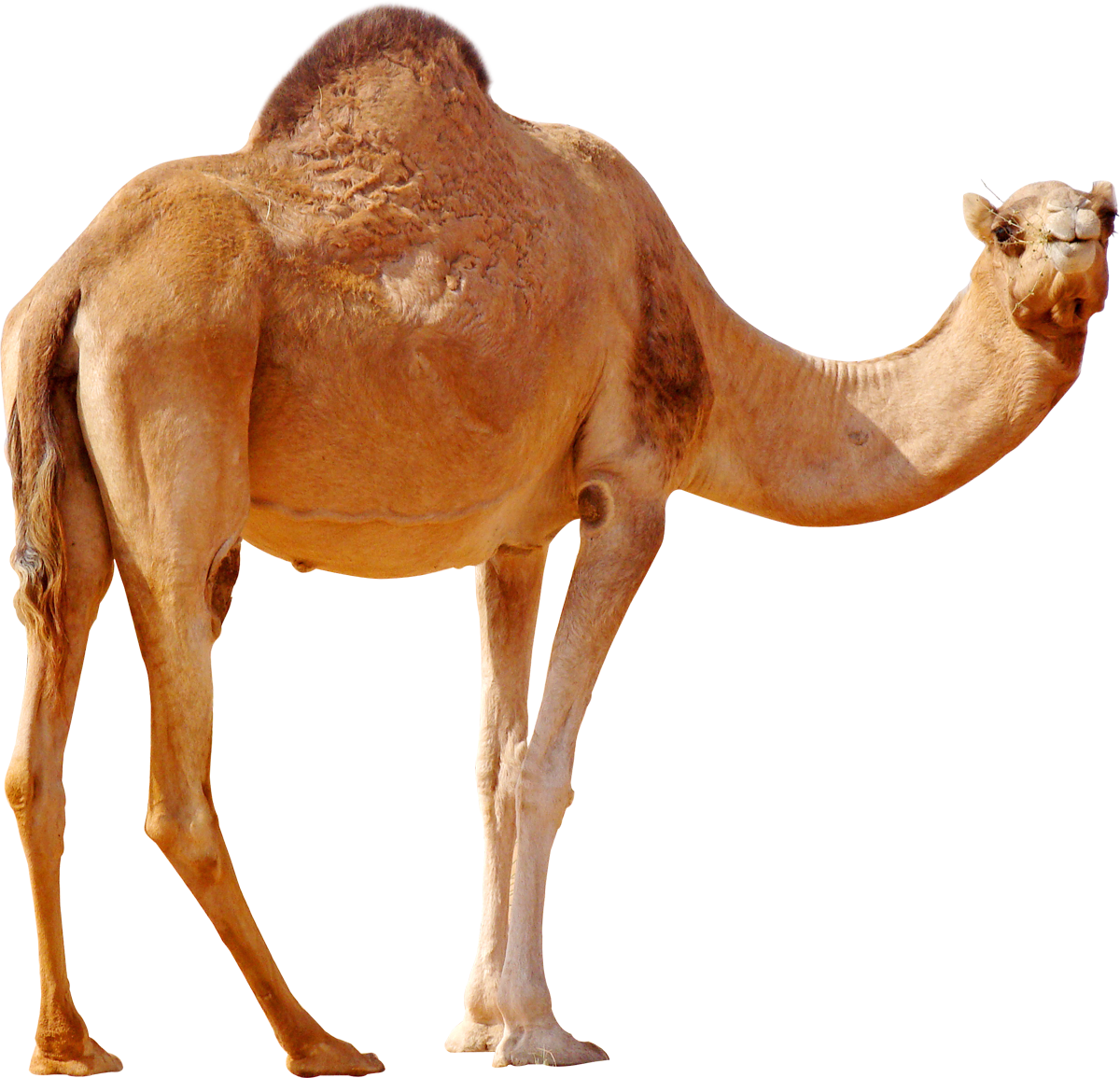 camel png image collection for download crazypng #21379