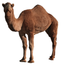 camel png image collection for download crazypng #21382