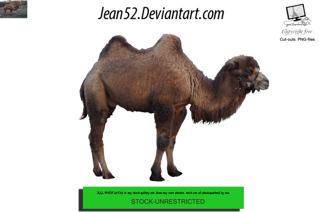 camel png jean deviantart #21407