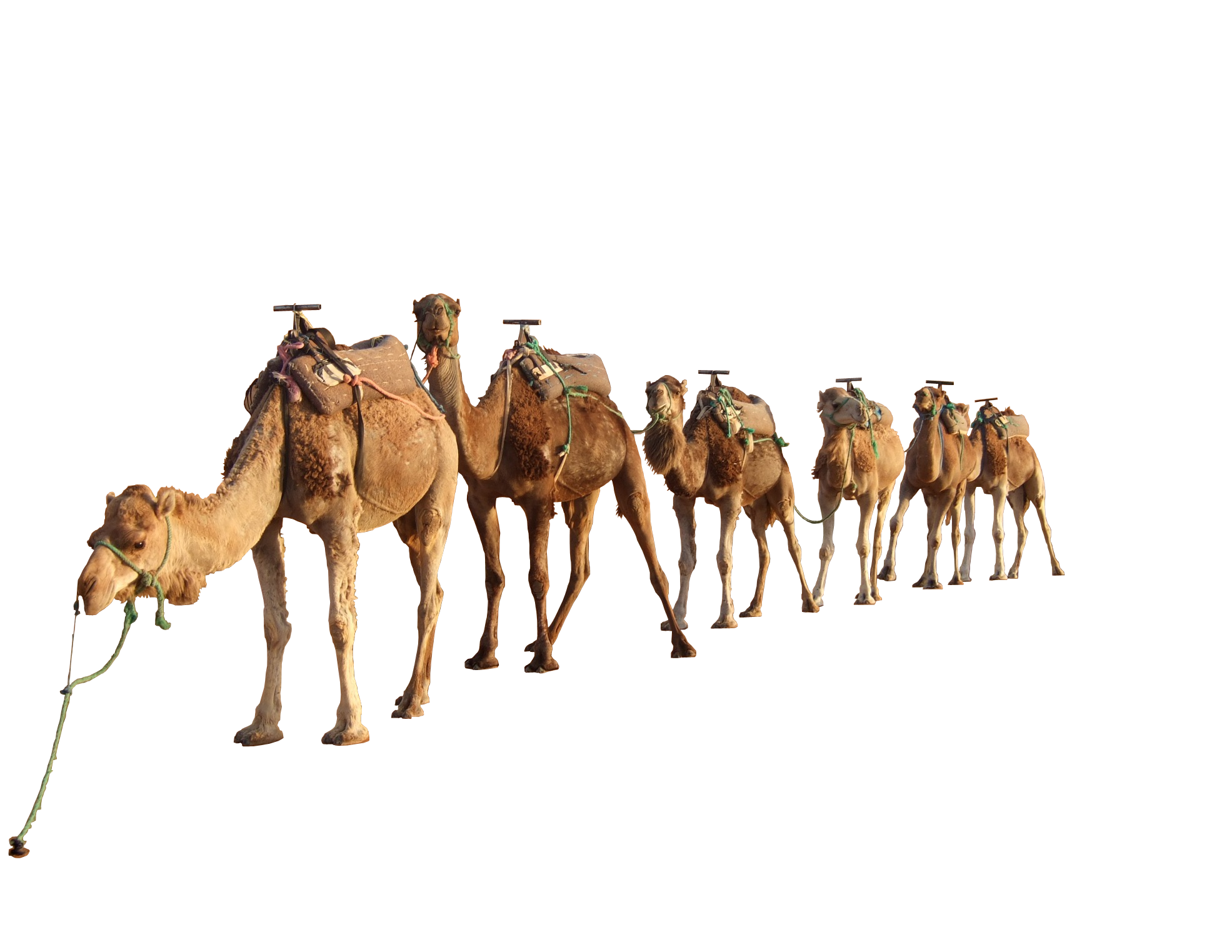 camel png kasirun hasibuan deviantart #21408
