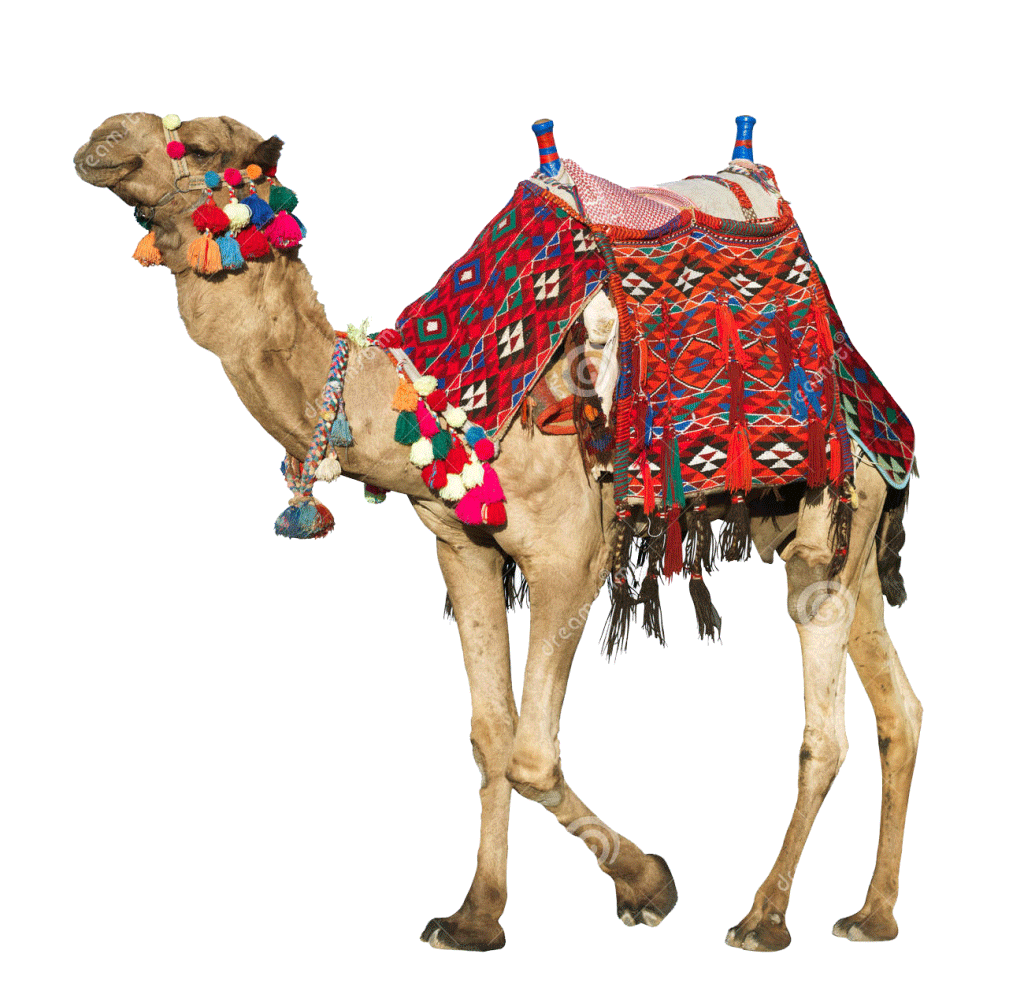 camel, rajasthan tour complete rajasthan tour rajasthan tour #21384