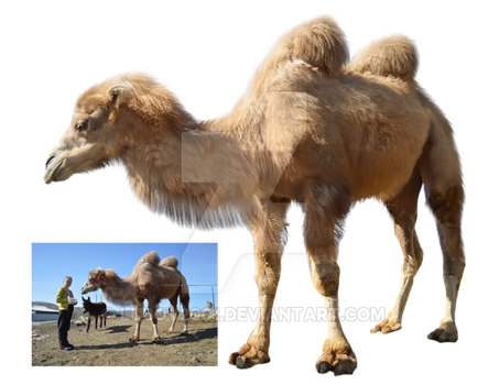 camel, traders rus deviantart #21393