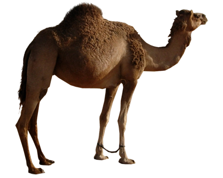 Camel PNG Free Pictures Download, Camel Cartoon