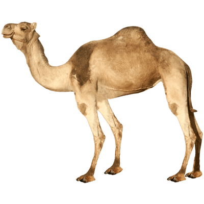 camel transparent png stickpng #21396