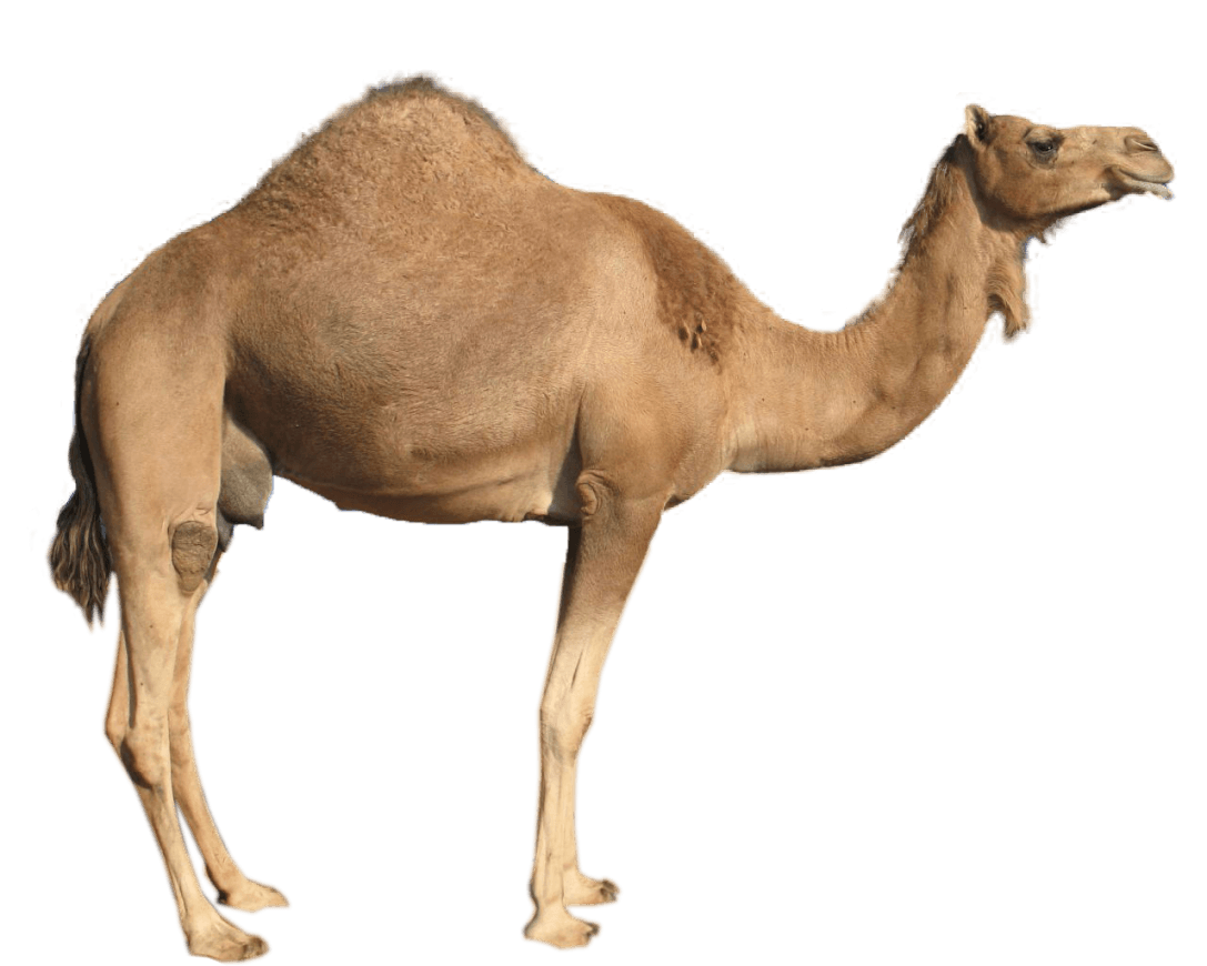 download camel png image png image pngimg #21378