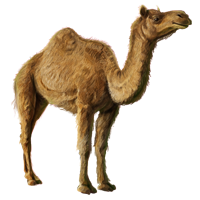 dromedary camel mafia wars wiki fandom powered wikia #21400