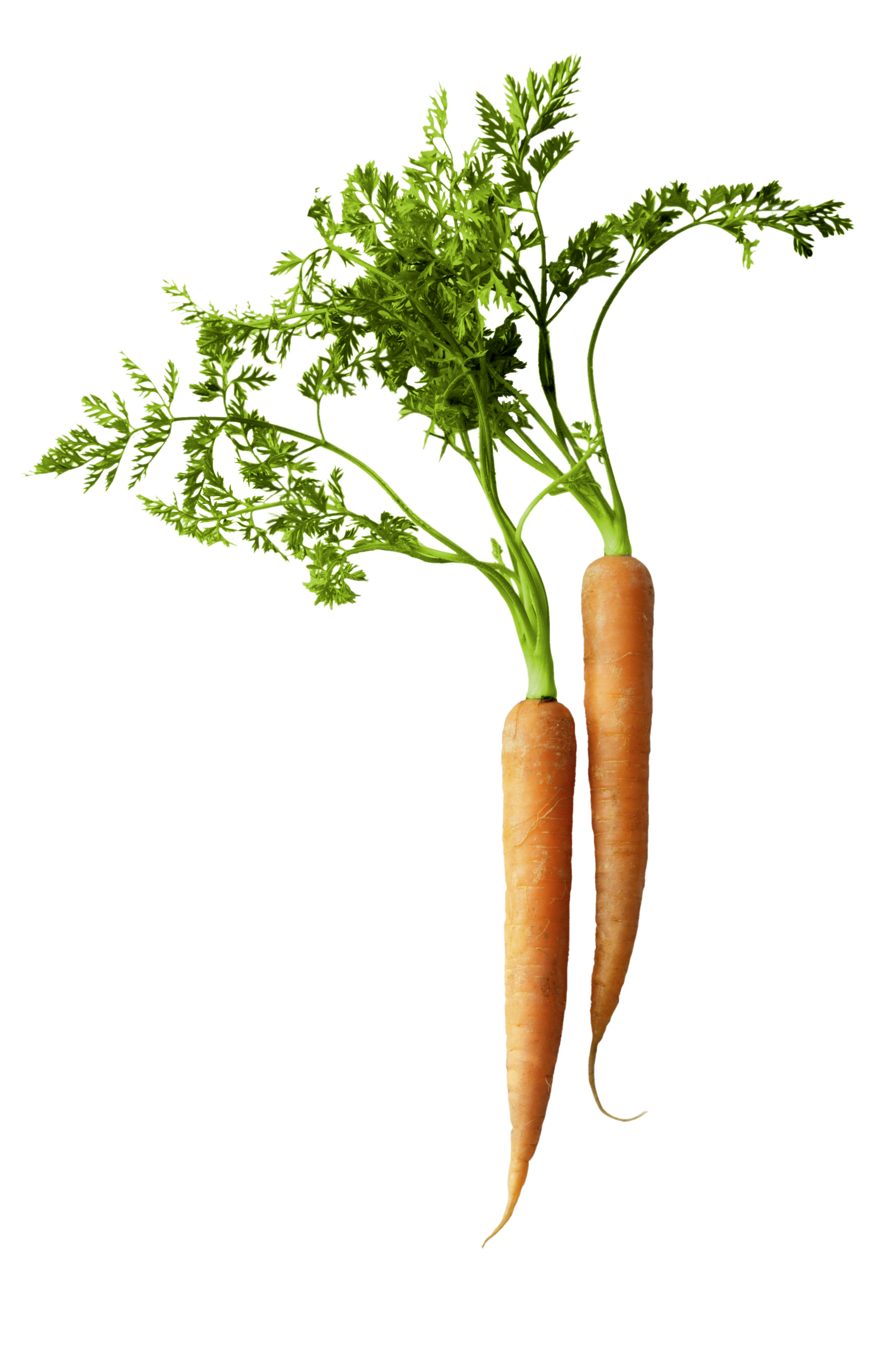 carrot, nutrition #17596