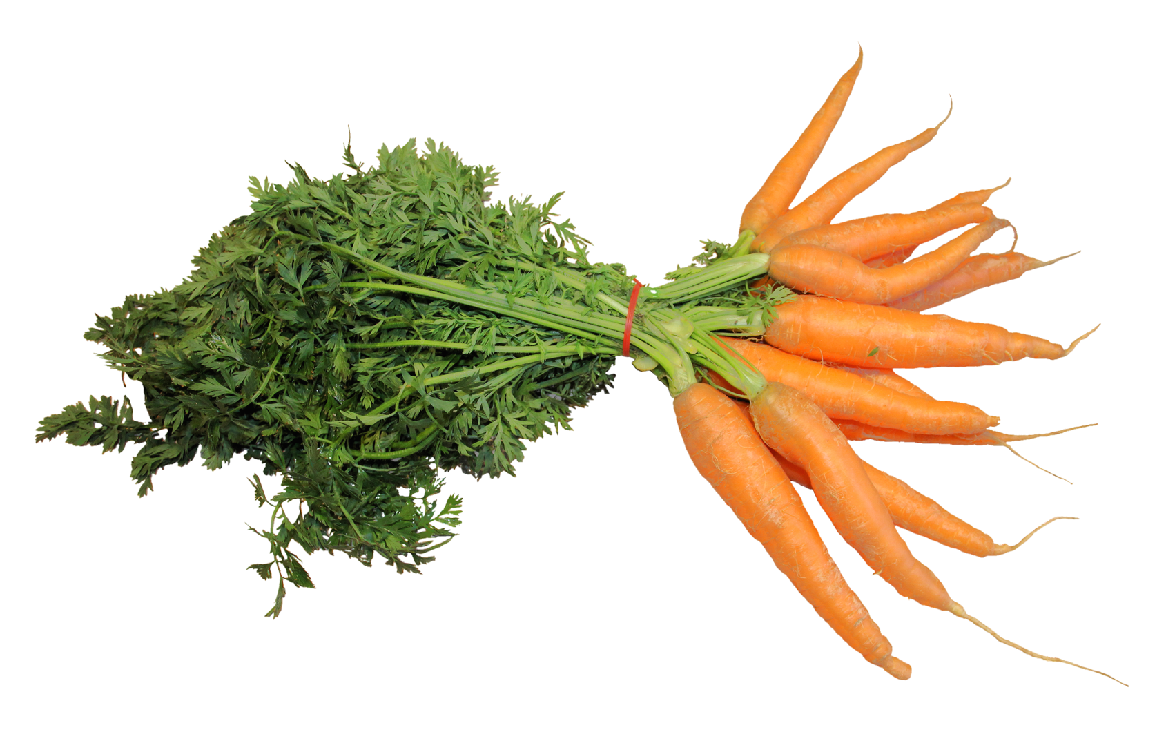 fresh carrot png image pngpix #17602