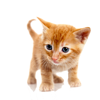 baby cat png images download #9153
