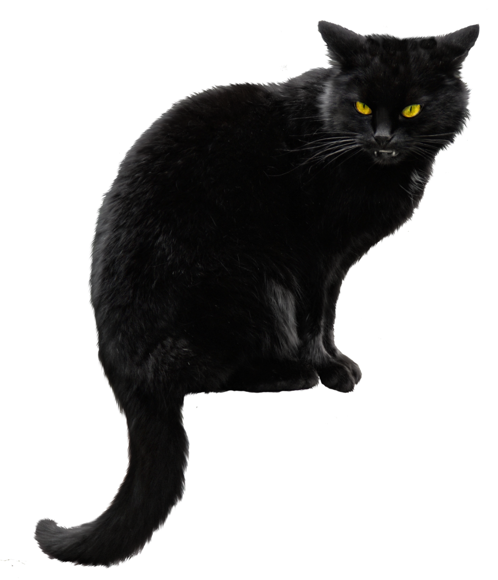 black wild cat png #9143