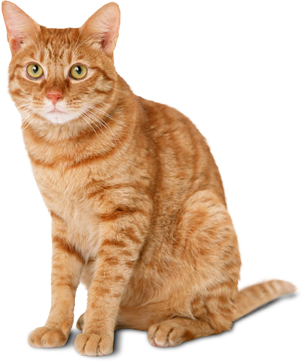 brown cat download image png #9149