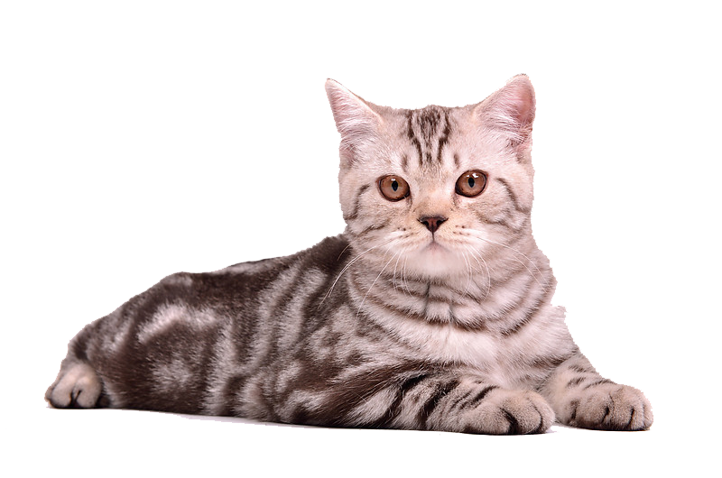 beautiful cat png #9164