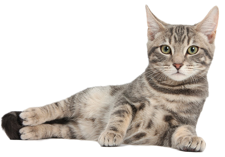 Cute Cat PNG Images With Transparent Background