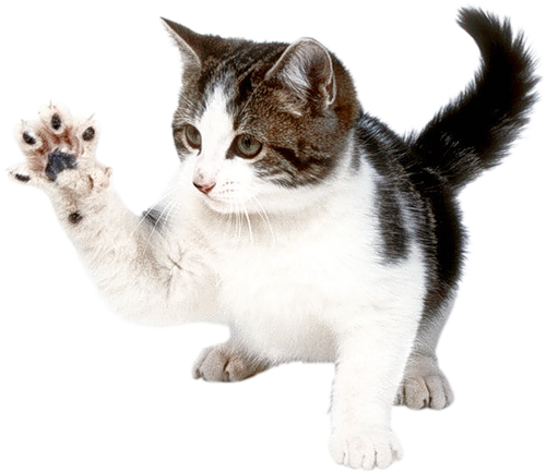 cat paw images download #9168