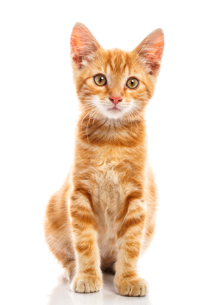 cat transparent background