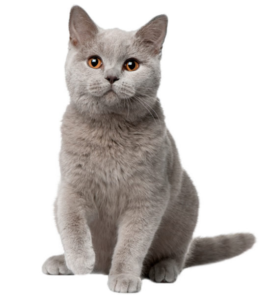 Cute cat png images