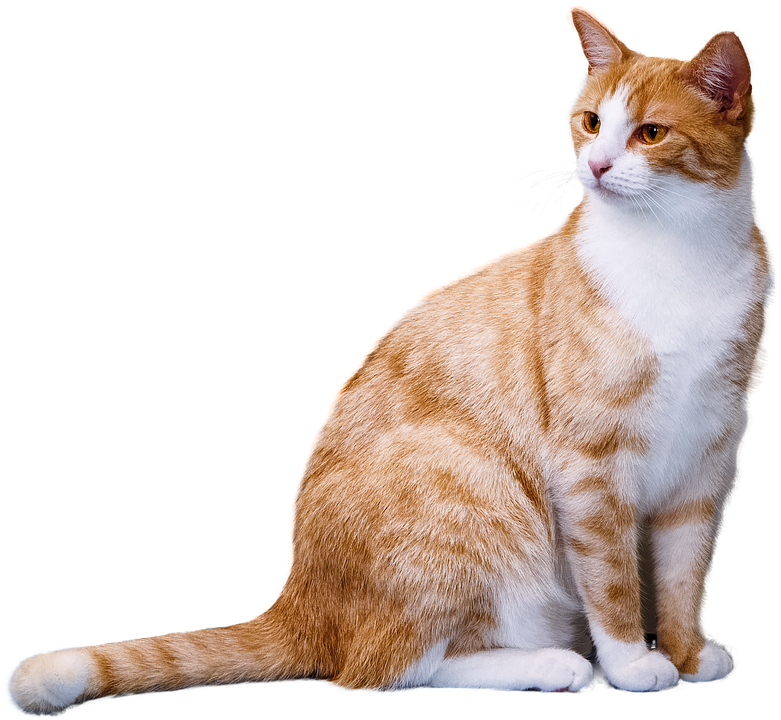 Cat png images