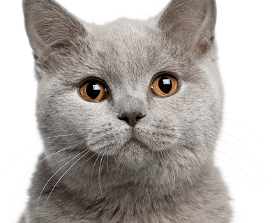 cute gray cat face png #9154