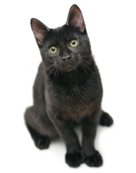 black cat png #9145