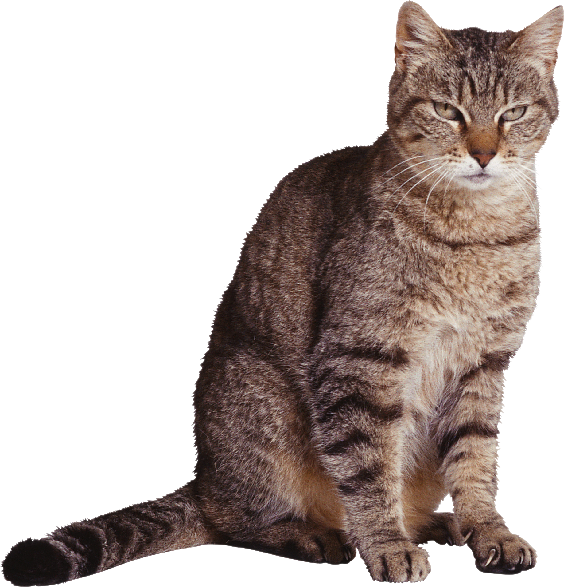 HQ Cat  PNG  Images Cute Cats Transparent Pictures Free 