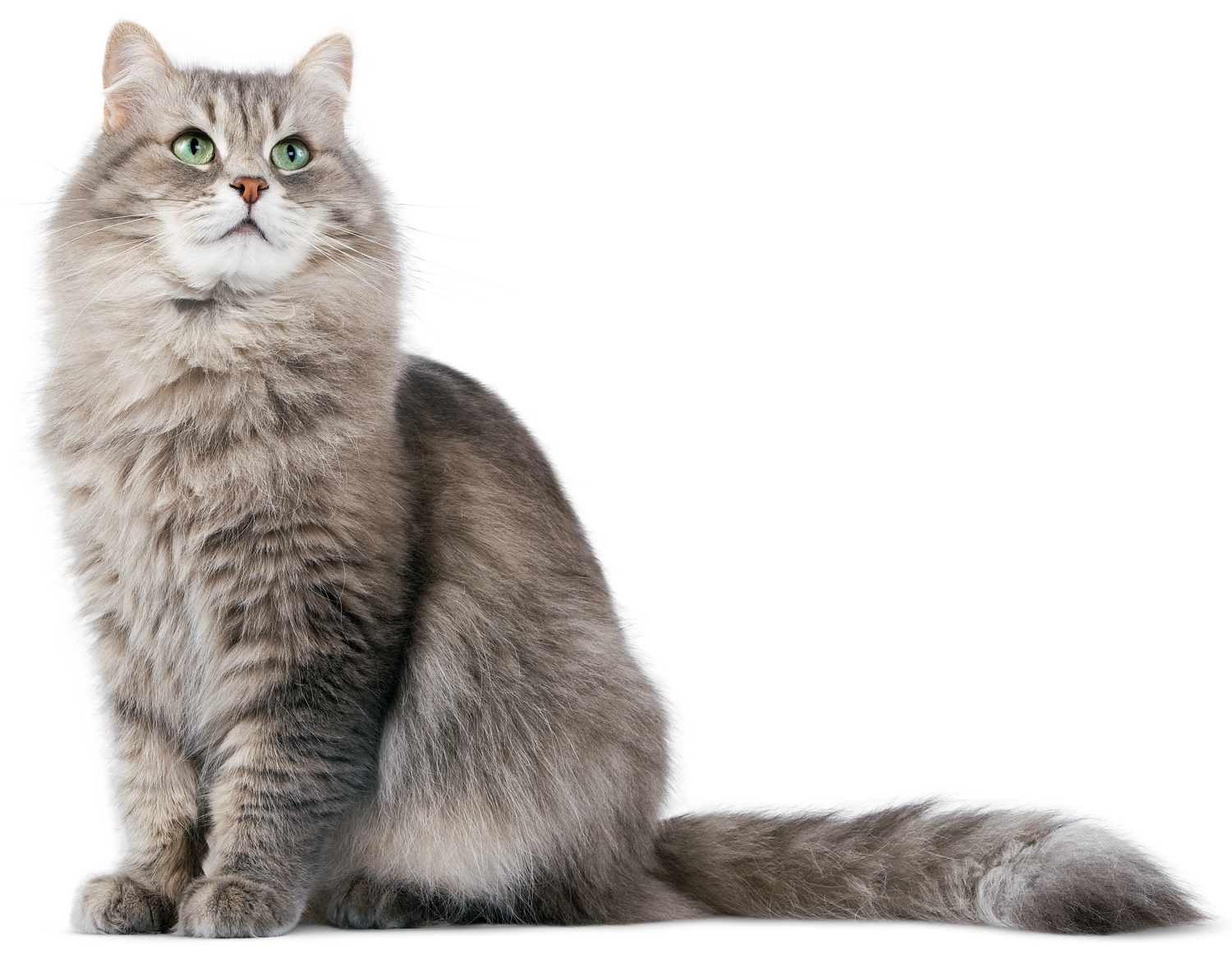 gray fluffy cat png #9151