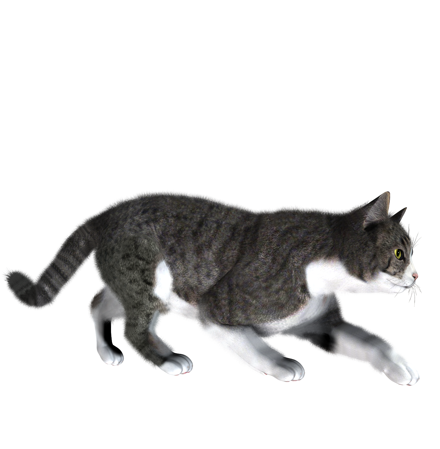 hunted cats png images download #9158