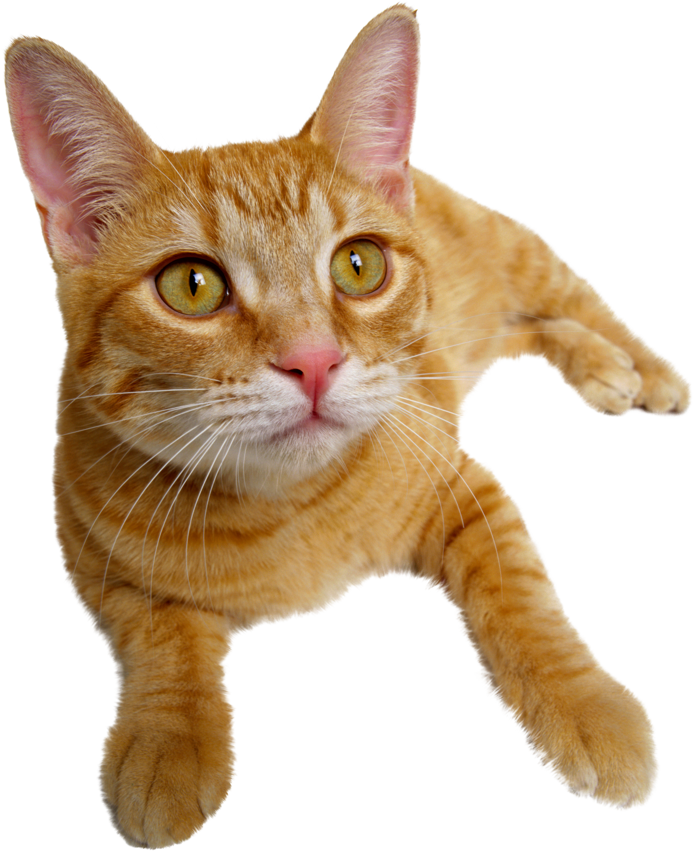 cute cats png download #9165