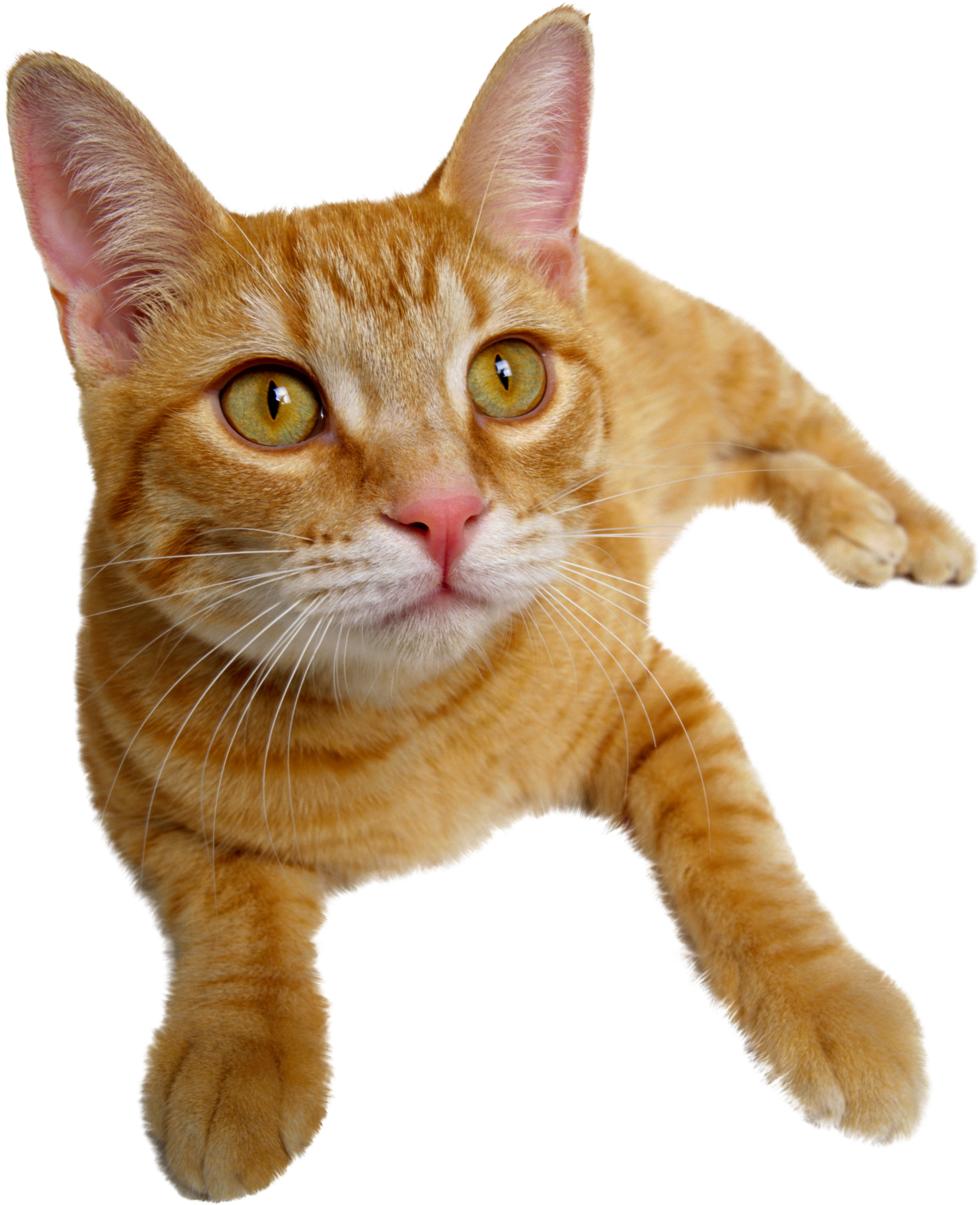 Cat Png Images Cute Cats Transparent Images Free Transparent Png Logos