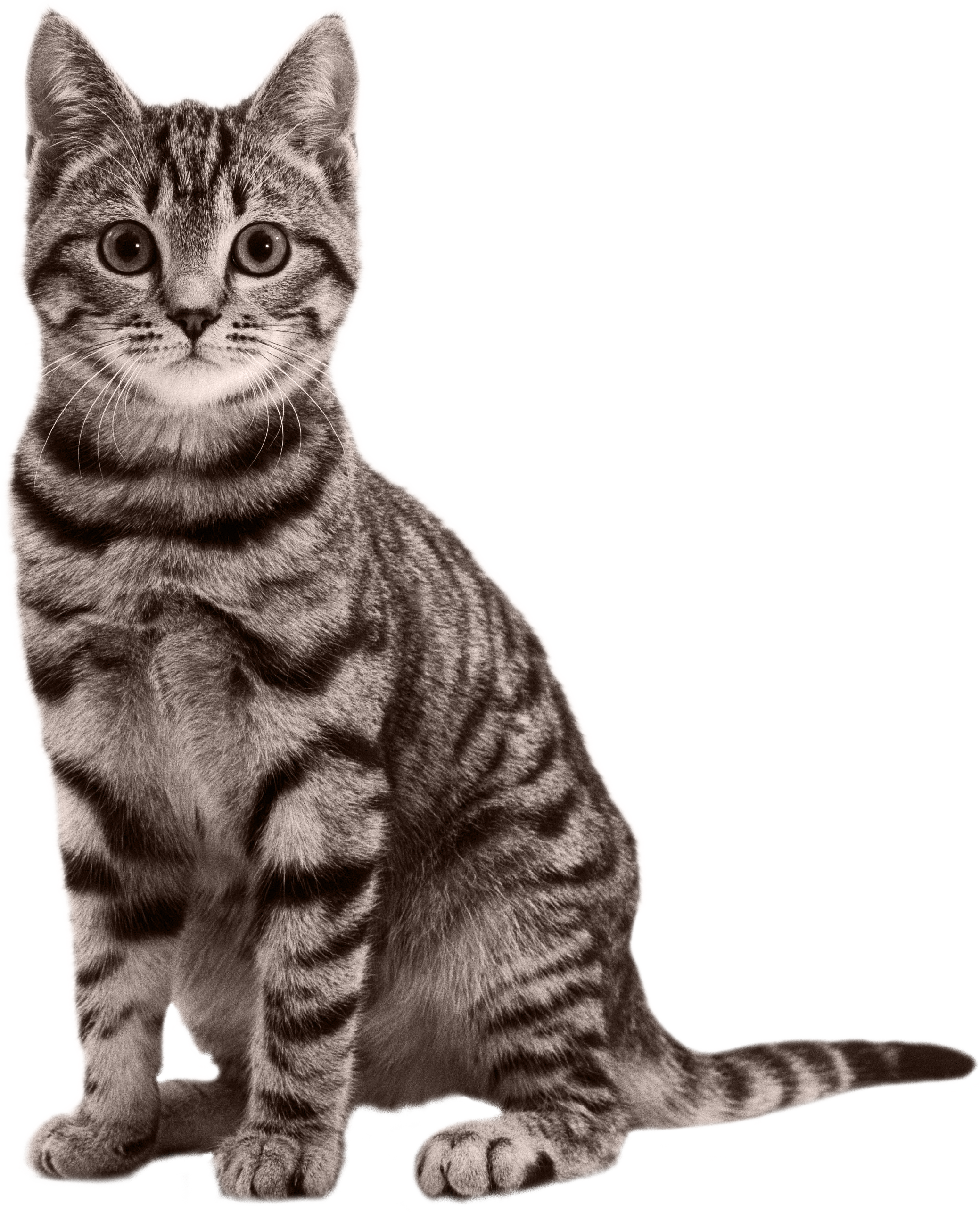 black and gray cat transparent background #9141