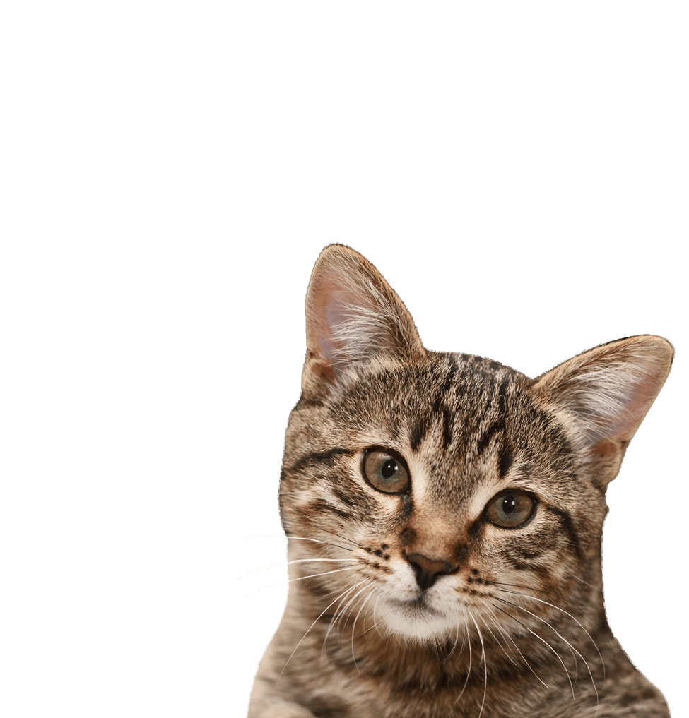 innocent cat face png #9142