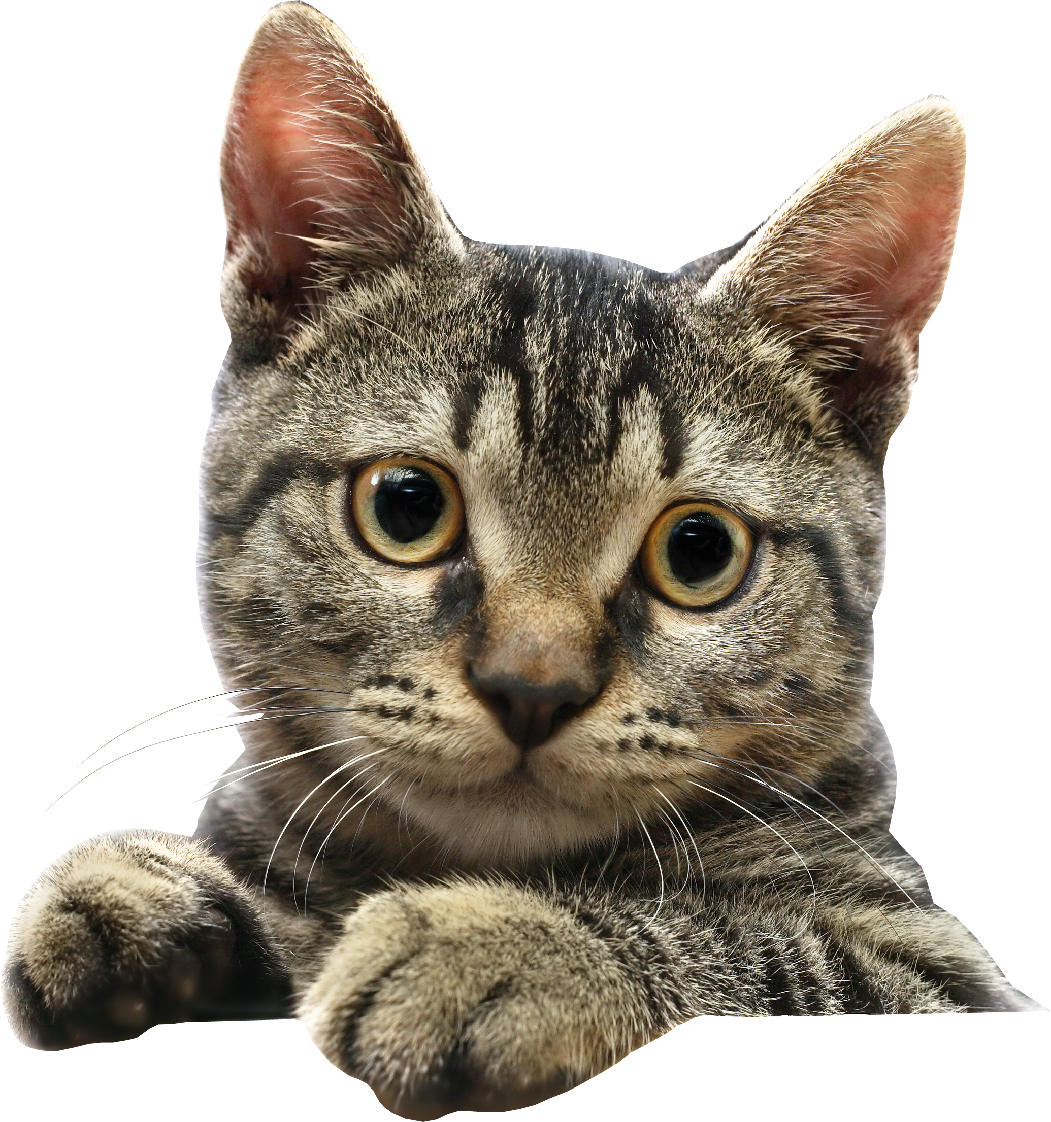 cat transparent background