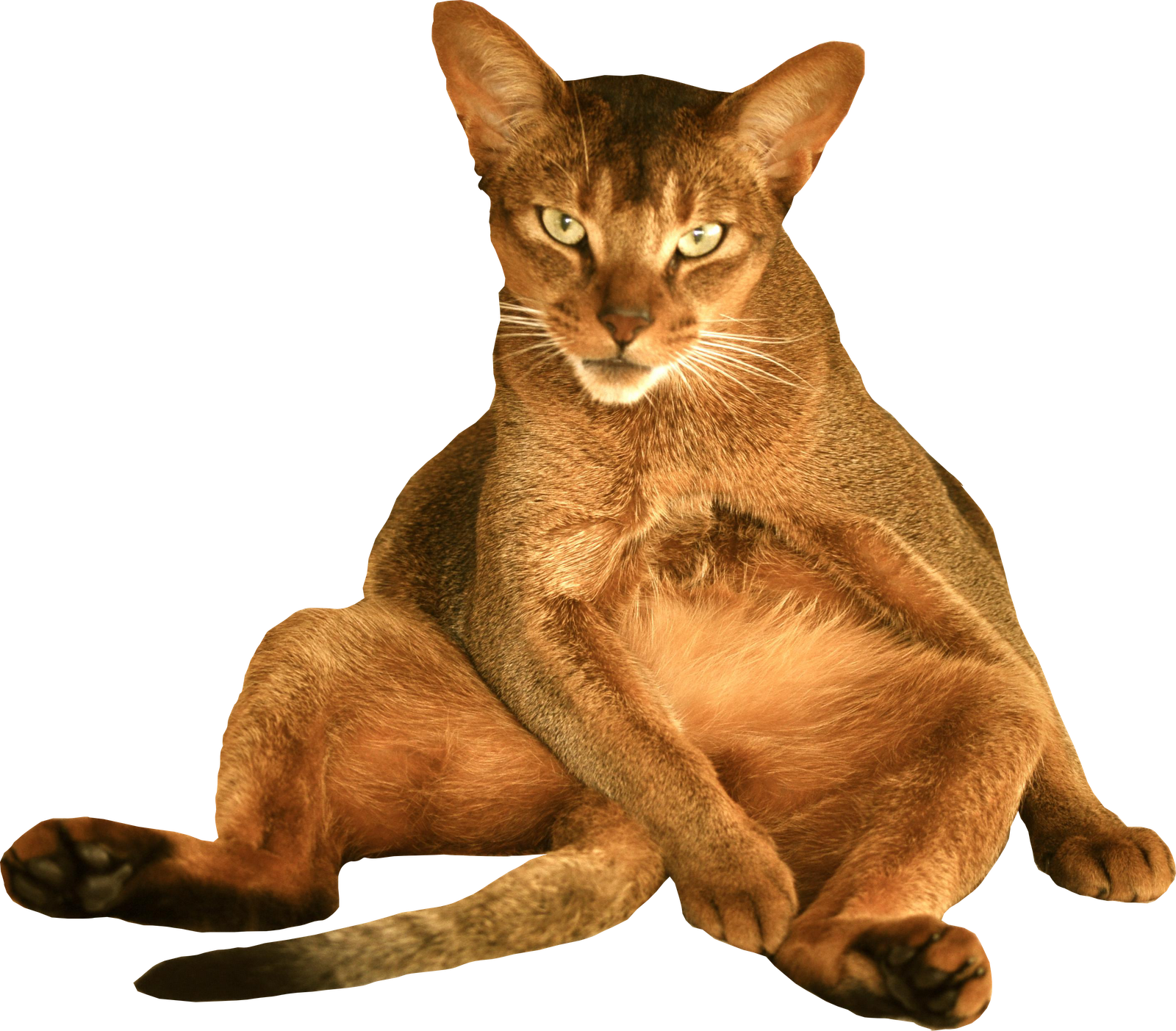 Cat PNG Images, Cute Cats Transparent Images