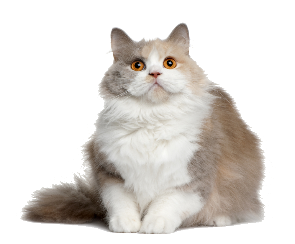 fat cat png download #9157