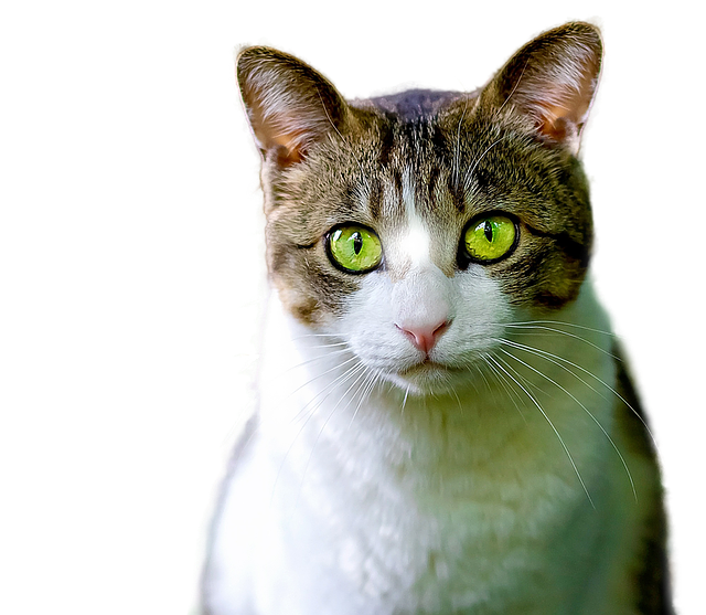 isolated feline cat photo png #9160