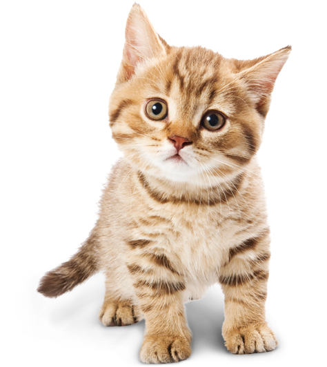 baby cat, beautiful, sweety cats png #9138