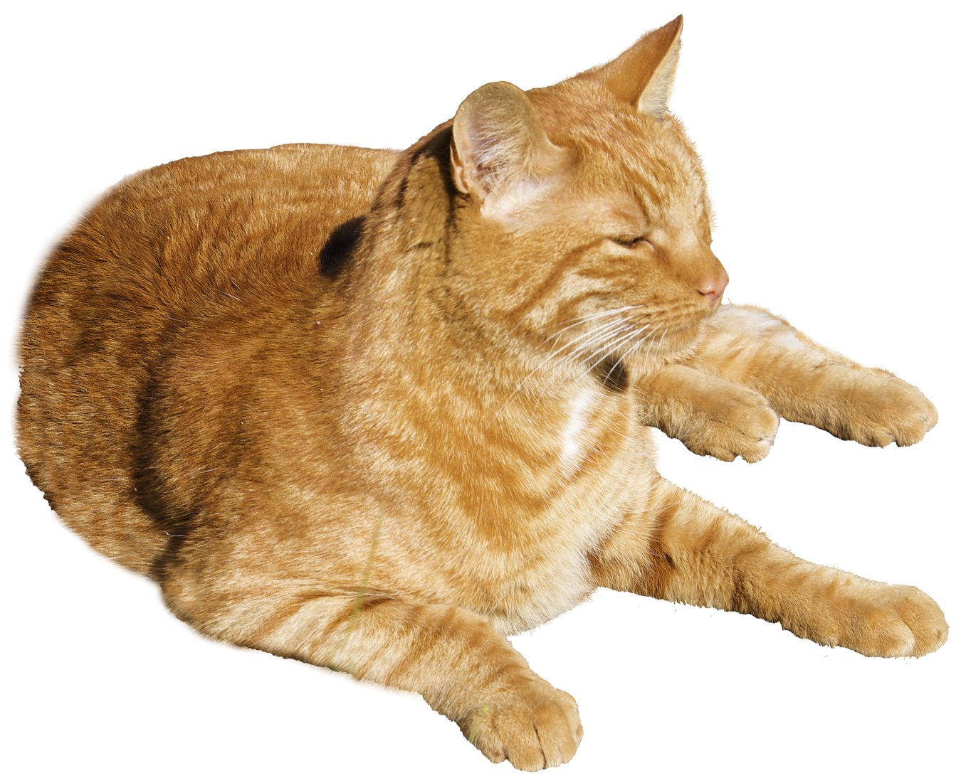 yellow cat stretching png #9170