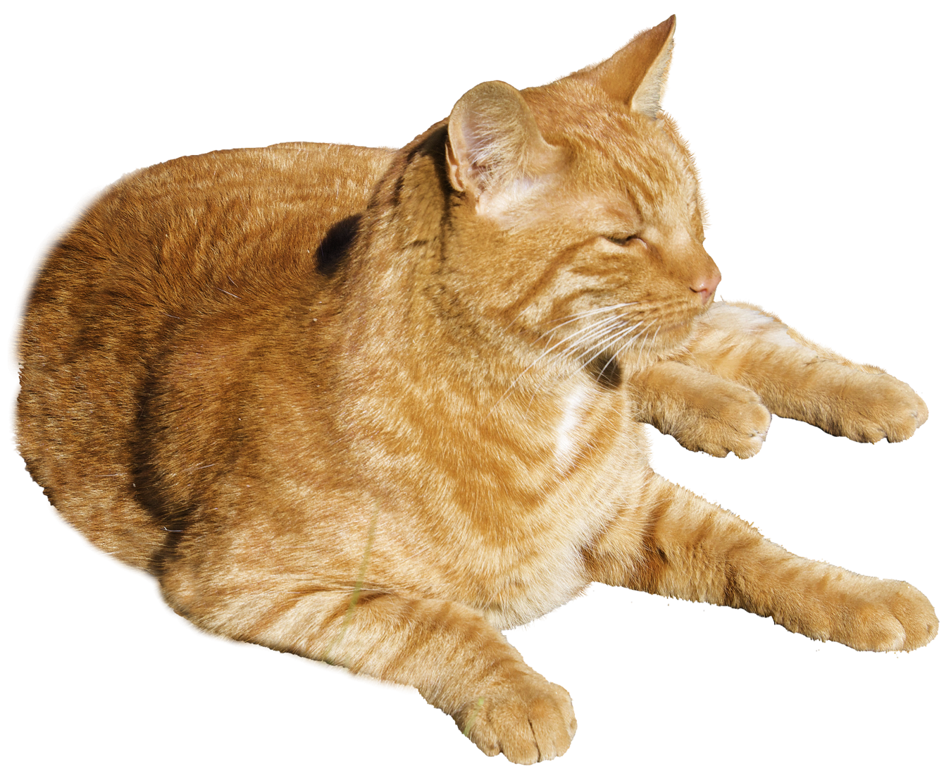 Cat Png Images Cute Cats Transparent Images Free Transparent Png Logos