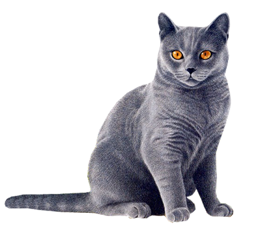 cat png hd #9137