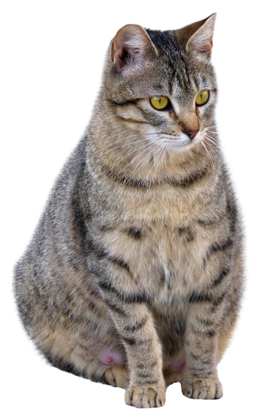 fat gray cat transparent picture #9139